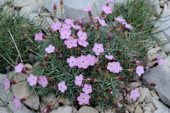 Dianthus subacaulis