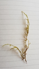 Hypnum resupinatum