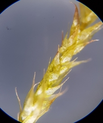 Hypnum resupinatum