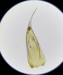 Hypnum resupinatum