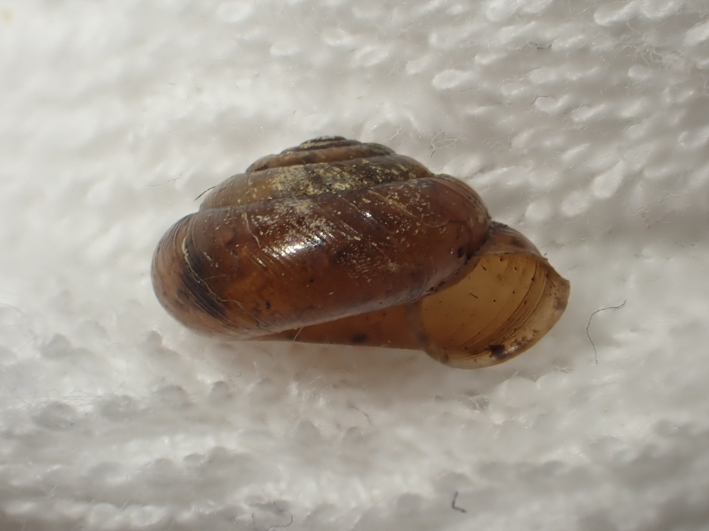 Aegista fausta