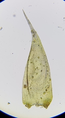 Hypnum resupinatum