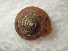 Satsuma fausta
