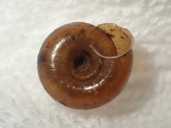 Satsuma fausta