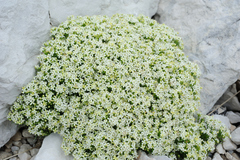 Galium pusillum