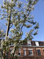 Amelanchier × lamarckii