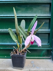 Cattleya purpurata