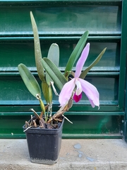 Cattleya purpurata