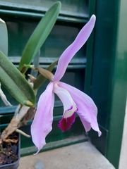 Cattleya purpurata