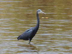 Egretta gularis