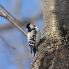 Dryobates minor kamtschatkensis