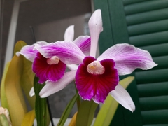 Cattleya purpurata