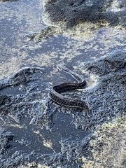 Gymnothorax pictus