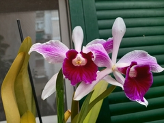 Cattleya purpurata