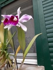 Cattleya purpurata