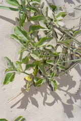 Physalis cinerascens spathulifolia