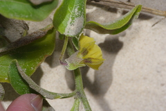 Physalis cinerascens spathulifolia