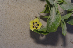 Physalis cinerascens spathulifolia