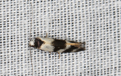 Cosmaresta archedora