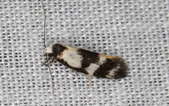 Cosmaresta archedora