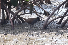 Gallirallus torquatus