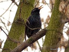 Sturnus vulgaris