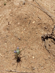 Eriastrum filifolium