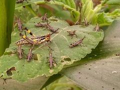 Zonocerus variegatus