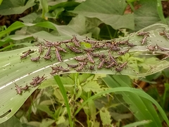 Zonocerus variegatus