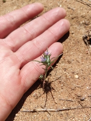 Eriastrum filifolium