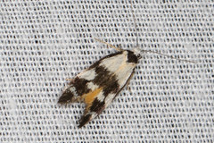 Cosmaresta archedora