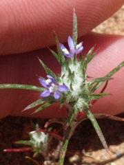 Eriastrum filifolium