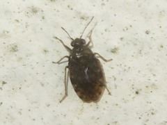 Saldula saltatoria