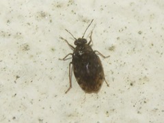 Saldula saltatoria