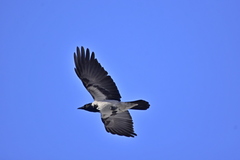 Corvus cornix