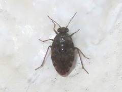 Saldula saltatoria