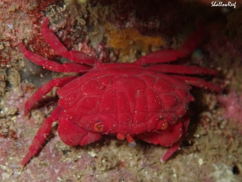 Liomera rubra observed 2021-11-10