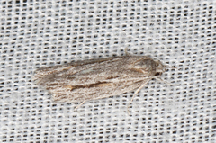 Phylomictis idiotricha