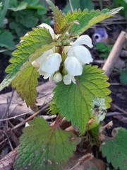 Lamium album
