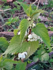 Lamium album