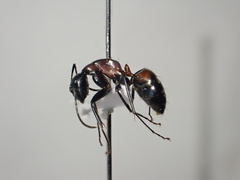 Camponotus obscuripes