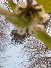 Lamium album