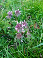 Lamium purpureum