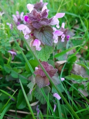 Lamium purpureum