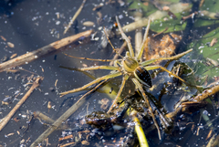 Dolomedes facetus