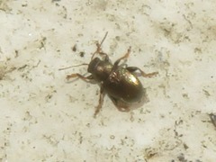 Chaetocnema hortensis