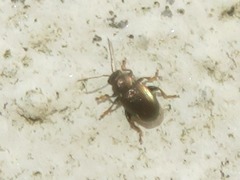 Chaetocnema hortensis