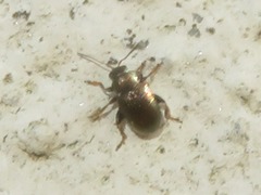Chaetocnema hortensis
