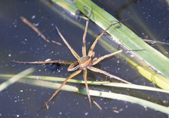 Dolomedes facetus