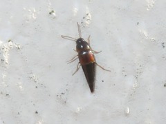 Tachyporus hypnorum